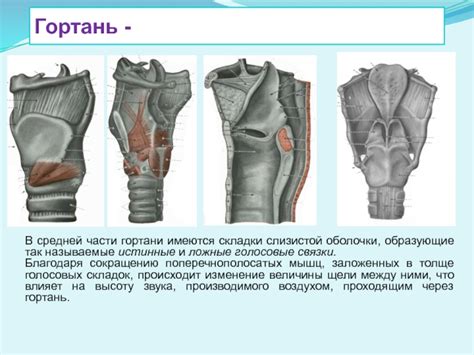 Подготовка слизистой оболочки гортани