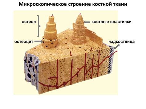 Поддержание костной ткани