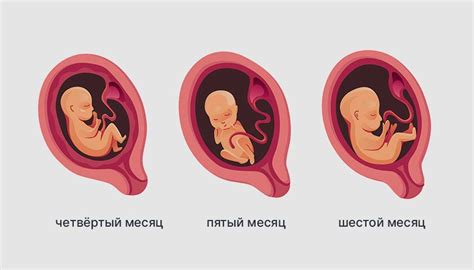 Поддержка жены на всех этапах беременности