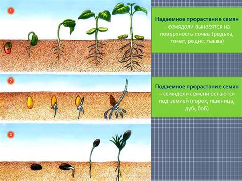 Поддержка и формирование растений