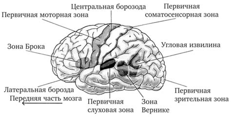 Подкорка мозга: сущность и значение