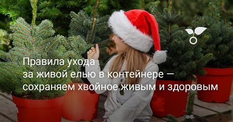 Подкормка и дополнительные методы ухода за елью