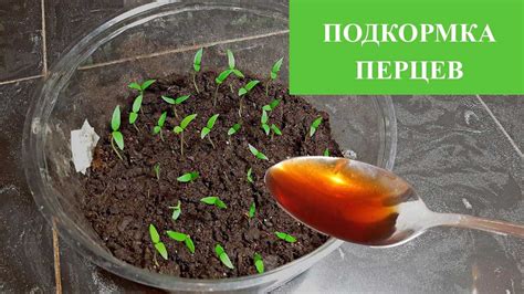 Подкормка и подкапывание сосен