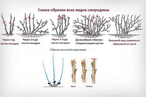 Подрезки кустов смородины