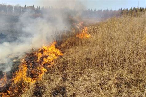 Пожары и сжигание растительности