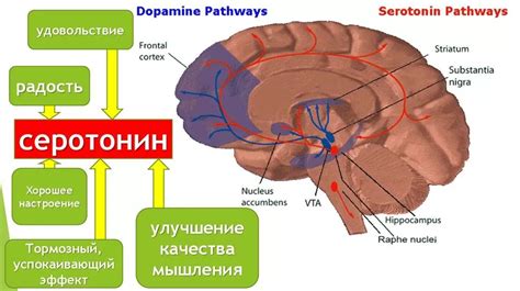 Показатели уровня серотонина