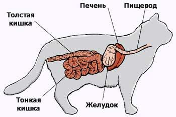 Полезность для пищеварительной системы кошки