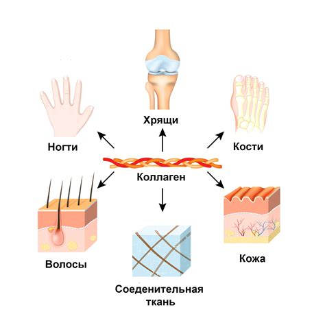 Полезные свойства коллагена