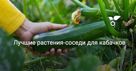 Полезные соседи для кабачков