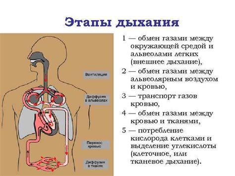 Полнота кислорода для организма