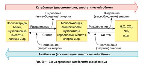 Получение и обмен