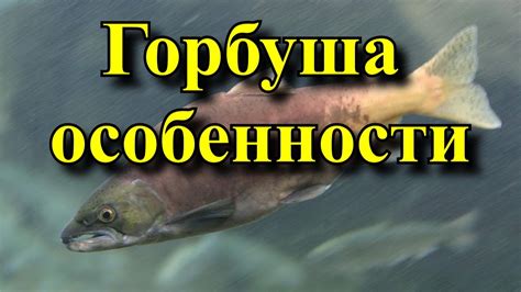 Польза горбуши для здоровья