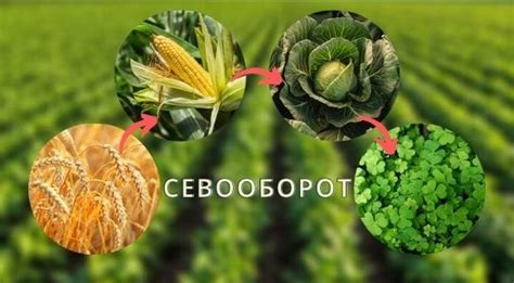 Польза для сельскохозяйственных культур