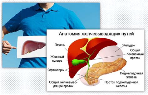 Польза желчного пузыря в организме