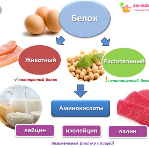 Польза и вред белковой диеты для организма