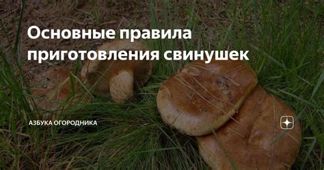 Польза свинушек после приготовления