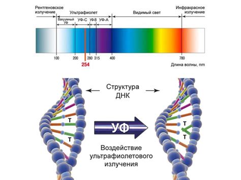 Польза солнца: ультрафиолетовые лучи как естественный убийца вредителей