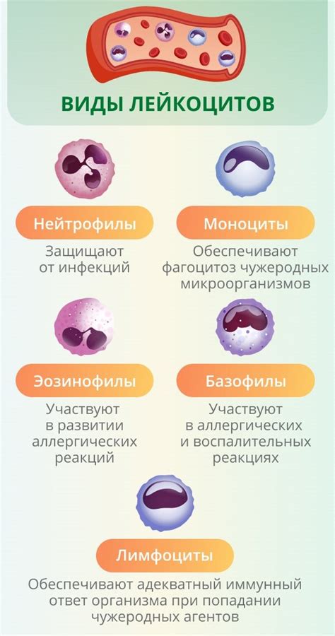 Пол человека и нейтрофилы