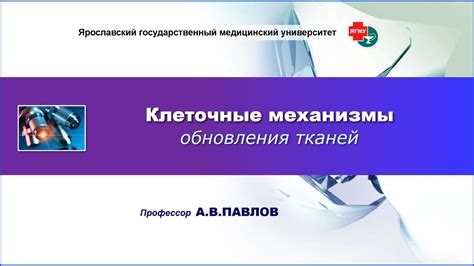 Понижение метаболизма и скорости обновления тканей: влияние физиологических факторов