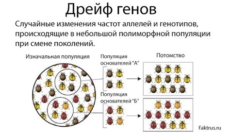 Понимание дрейфа генов