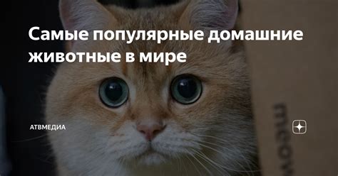 Популярные домашние диктаты