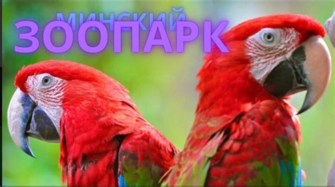 Посещение зоопарка "Абрикос"