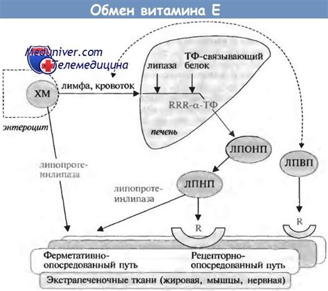 Последствия переизбытка витамина E у новорожденных