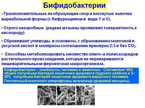 Потенциальные возможности лактобактерий и бифидобактерий в медицине и пищевой промышленности