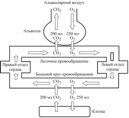 Потеря кислорода в организме