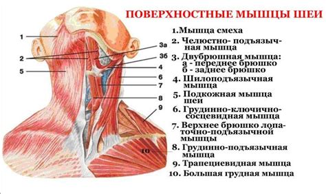 Почему возникает напряженная мышца шеи слева