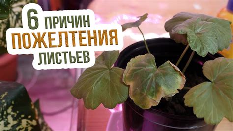 Почему желтеют листья