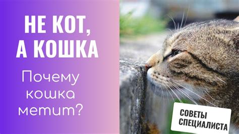 Почему кошка метит во время гона