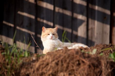 Почему кошка не съедает мышей