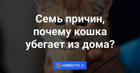 Почему кошка убегает