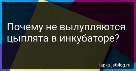 Почему перепелята не вылупляются в инкубаторе