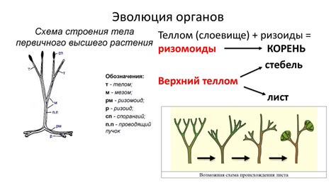 Почему ризоиды не являются корнями: основные различия