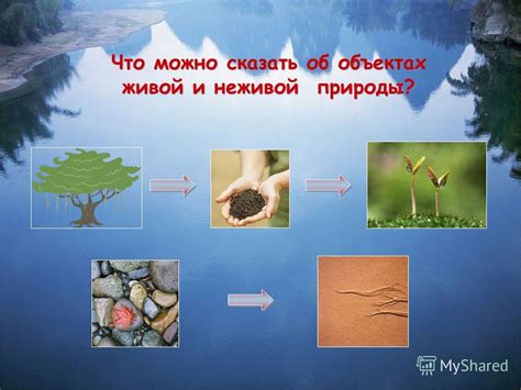 Почему я обожаю урок окружающего мира