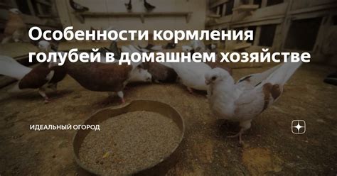 Правила безопасного кормления голубей