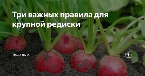 Правила дачи редиски кроликам