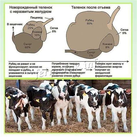 Правила кормления и дачи воды