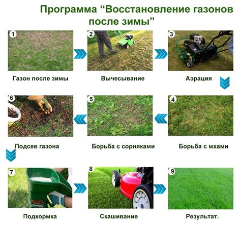 Правила ухода за газоном