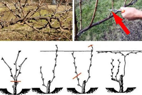 Правила формирования и обрезки пасынков винограда