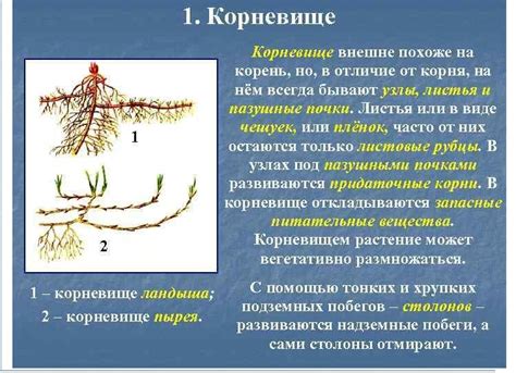 Правильная укладка корней: основные принципы