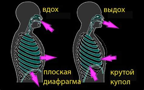 Правильное диафрагмальное дыхание