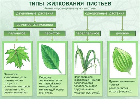 Правильное количество листьев на порцию