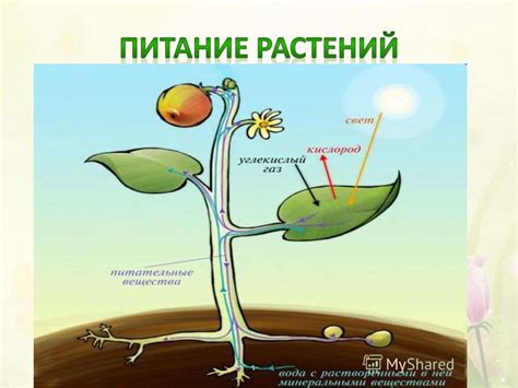 Правильное питание растения