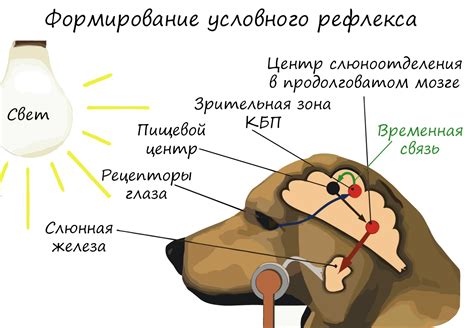 Практическое применение знаний о второй сигнальной системе животных