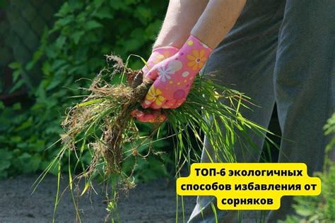 Превосходные способы уничтожения златолиста