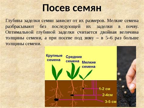 Предупреждение поражения: правила посадки и ухода за посадками