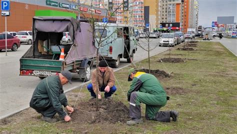 Преимущества взаимовыгодного союза вишни и сосны